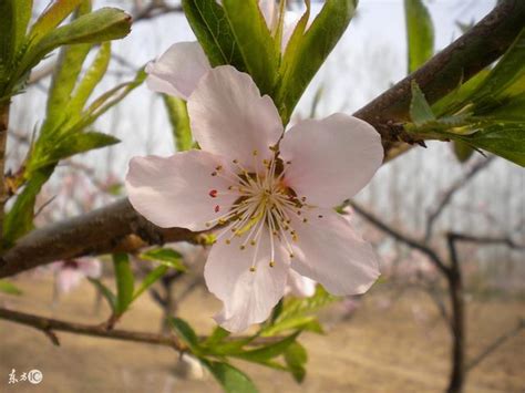 如何斬斷爛桃花|我試了 3 個斬『爛』桃花的方法，效果真好！不是迷信 ... 請拿筆。